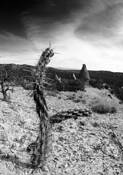 Desert