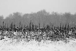 Snow_on_field