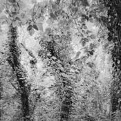 Trees_1
