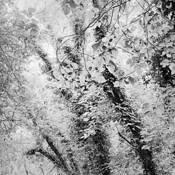 Trees_2