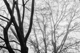 Just_another_foggy_day