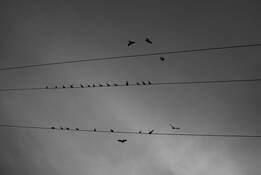 Birds_online