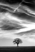 Tall_sky_tree