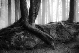 Misty_woods