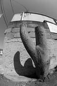 Urban_cactus