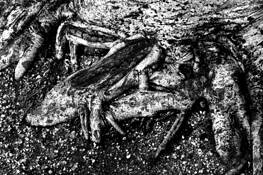 Tree_feet