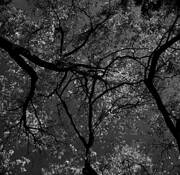 Tree_circle
