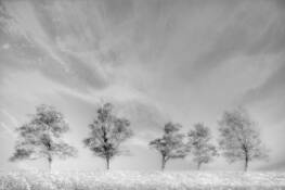 Row_of_trees