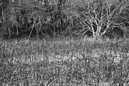 Squam_farm_i