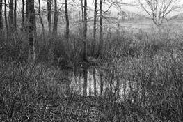 Squam_farm_ii