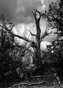 Dead_wood