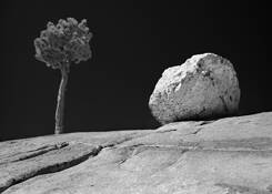 Tree_and_rock