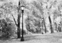 Forest_walk