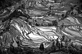 Rice_terraces