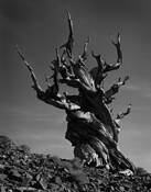 Bristlecone_afternoon