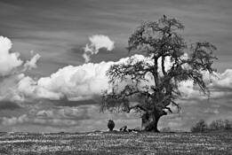 Cow__bird__and_oak