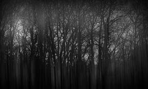 Forest_at_sunset