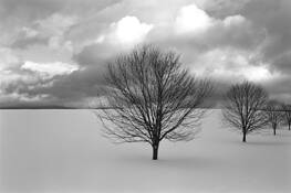 Triple_trees