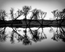 Pond_and_trees