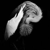 African_grey_crane