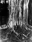 Banayn_tree