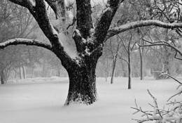 Winter_tree