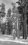 Winter_forest