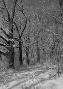 Winter_in_the_oak_grove