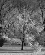 Winter_storm_sun_rise
