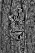 Fence_in_tree