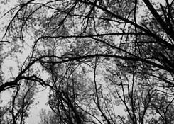 Flowering_tree_2