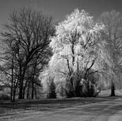 Flowering_tree_3