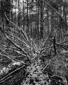 Ice_damage__40