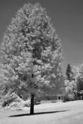 July_6th_tree