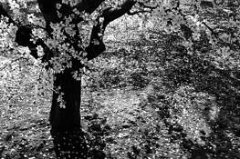 Almond_blossoms