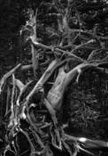 Sylvan_skeleton