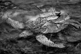 Submerged_sea_turtle
