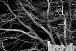 Northern_california_tree