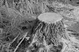 Iced_stump