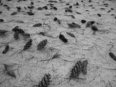 Pine_cones