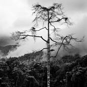 Solitary_tree