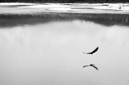 Fly_away