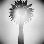 Santa_barbara_palm