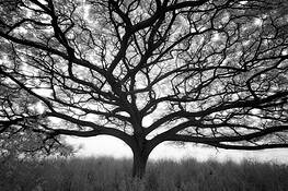 Monkeypod_tree