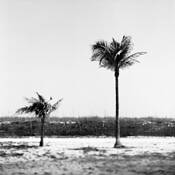 Two_palms_tif
