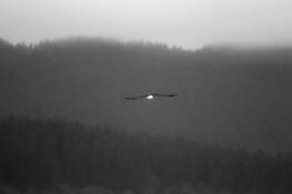 Going_home