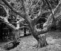 Two_oaks