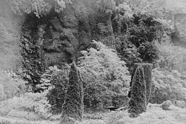 The_garden