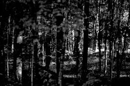 Forest_through_trees