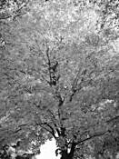 Silver_leaves
